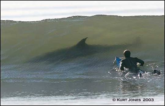 Shark surfing