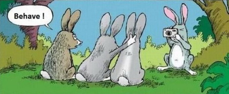 rabbits - behave